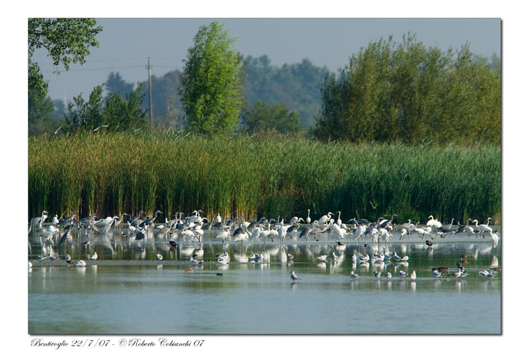ardeidi & c.